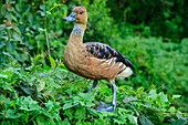 Gelbe Pfeifgans, Dendrocygna bicolor, Birds of Eden, Plettenberg Bay, Western Cape, Südafrika