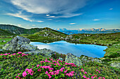  Bärentaler Lake with alpine roses in the foreground and Dolomites in the background, Pfunderer Höhenweg, Zillertal Alps, South Tyrol, Italy 