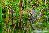 Grasfrosch spiegelt sich im Wasser, Egelsee, Via paradiso, Millstätter See, Nockberge, Niedere Tauern, Kärnten, Österreich