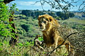  Lion looks attentively into the savannah, Lion Park, Lynnfield Park, Kwa Zulu Natal, South Africa 