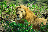 Löwe döst in der Sonne, Lion Park, Lynnfield Park, Kwa Zulu Natal, Südafrika