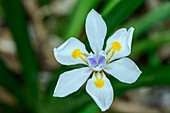  Flowering African Iris, Otter Trail, Tsitsikamma Section, Garden Route National Park, Eastern Cape, South Africa 