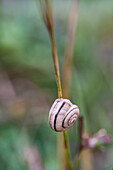 Snail on the grass blade in the raining day in the forest