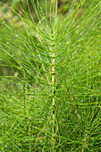 Green living fossil Horsetail grass in the forest