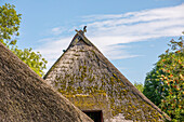 Reetgedecktes Haus auf dem Darß, Ahrenshoop, Ostsee, Fischland, Darß, Zingst, Mecklenburg-Vorpommern, Landesteil Vorpommern, Deutschland, Europa