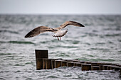  Seagull approaching for landing, Ahrenshoop, Prerow, Baltic Sea, Fischland, Darß, Zingst, Vorpommern-Rügen district, Mecklenburg-Vorpommern, Western Pomerania region, Germany, Europe 