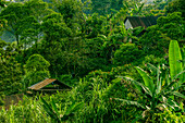 Los Cerritos, a town in the rainforest, Lancetillo, La Parroquia, Reyna area, Quiche, Guatemala, Central America