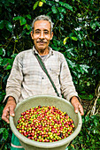 Coffee harvesting, La Taña, Reyna area, Uspantan department, Guatemala, Central America