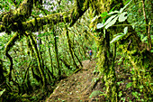  Nebelwald an den Hängen des Vulkans Toliman, Atitlan-See, Guatemala, Mittelamerika 