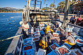 Segler, die Fisch auswählen, Schleppnetzfischerei oder Bou-Fischerei, Andratx, Mallorca, Balearen, Spanien