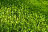 Closeup of Polytrichum commune (also known as common haircap, great golden maidenhair, great goldilocks, common haircap moss, or common hair moss).