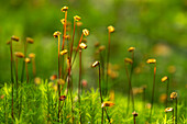 Tall stems of the Polytrichum commune (also known as common haircap, great golden maidenhair, great goldilocks, common haircap moss, or common hair moss).