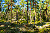 Beautiful landscape of the Listorp nature reserve in Söderköping, Sweden.