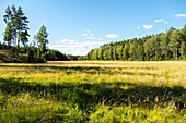 Typical landscape of Southern Sweden with a forest and a meadow.