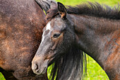 Portrait of a beautiful Connemara foal (Irish: Capaillín Chonamara) in a natural pasture in Southern Sweden