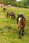 Ponies grazing in a natural pasture in Southern Sweden