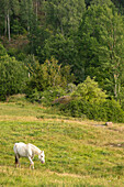 Connemara-Pony (Pacaillín Connemara) auf einer natürlichen Weide in Südschweden