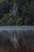  Dead tree on the lake shore between green trees, reflected on water surface. Loch Morlich, Highlands, Scotland, Great Britain 