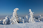  Spruces, Picea abies, snow-covered trees, Brocken, summit, Harz, Harz National Park, winter, Saxony-Anhalt, Germany 