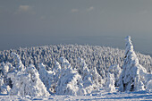  Spruces, Picea abies, snow-covered trees, Brocken, summit, Harz, Harz National Park, winter, Saxony-Anhalt, Germany 