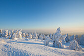  Spruces, Picea abies, snow-covered trees, Brocken, summit, Harz, Harz National Park, winter, Saxony-Anhalt, Germany 