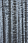  Spruce, Picea abies, spruce trunks, tree trunks, Harz, Harz National Park, winter, Saxony-Anhalt, Germany 