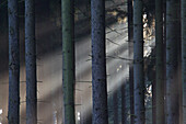  Norway spruce, Picea abies, spruce forest in the fog, Lower Saxony, Germany 