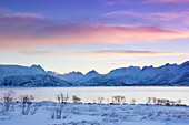  Gimsoystraumen at sunrise, winter, Lofoten, Norway 