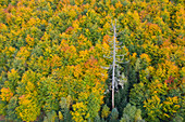  European beech, Fagus sylvatica, autumn forest with a dead spruce from the air, Saxony-Anhalt, Germany 