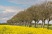  Common whitebeam, Sorbus aria, avenue in flowering rapeseed, Schleswig-Holstein, Germany 