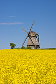  Favre windmill on a blooming rapeseed field, Schleswig-Holstein, Germany 