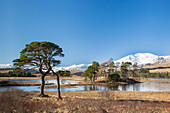 Waldkiefer, Pinus sylvestris, am Ufer von Loch Tulla, Argyll and Bute, Schottland, Grossbritannien