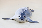  Harbor seal, Phoca vitulina, young animal in the seal breeding station, North Sea, Schleswig-Holstein, Germany 