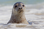 Seehund, Phoca vitulina, adulter Seehund, Portraet, Nordsee, Schleswig-Holstein, Deutschland