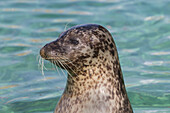  Harbor seal, Phoca vitulina, adult, portrait, North Sea, Schleswig-Holstein, Germany 