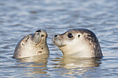 Seehunde, Phoca vitulina, Jungtiere schwimmen in der Nordsee, Dithmarschen, Schleswig-Holstein, Deutschland