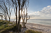  Common beech, Fagus sylvatica, at sunset on the west beach, Western Pomerania Lagoon Area National Park, Mecklenburg-Western Pomerania, Germany 