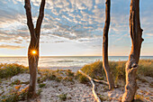  Common beech, Fagus sylvatica, at sunset on the west beach, Western Pomerania Lagoon Area National Park, Mecklenburg-Western Pomerania, Germany 