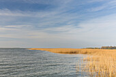  Reed belt at the Bodden, Fischland-Darß-Zingst, Western Pomerania Lagoon Area National Park, Mecklenburg-Western Pomerania, Germany 