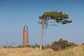 Leuchtturm Darsser Ort mit einem Windflüchter, Nationalpark Vorpommersche Boddenlandschaft, Mecklenburg-Vorpommern, Deutschland