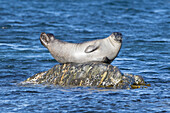 Seehund, Phoca vitulina, adulter Seehund ruht auf einem Stein, Spitzbergen, Norwegen