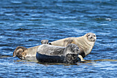 Seehund, Phoca vitulina, adulte Seehund ruhen auf einem Stein, Spitzbergen, Norwegen