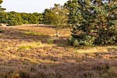 Naturschutzgebiet Westruper Heide in Haltern am See, Nordrhein-Westfalen, Deutschland, Europa