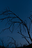 Silhouette of trees and branches against a clear, blue starry sky, creating a tranquil nighttime scene.