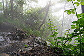 Glimpse of a waterfall at the source in a blurred view.