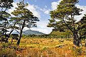 Wald in der Bucht Ainsworth Bay, Nationalpark Alberto de Agostini, Feuerland, Patagonien, Chile, Südamerika