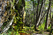 Wald in der Bucht Ainsworth Bay, Nationalpark Alberto de Agostini, Feuerland, Patagonien, Chile, Südamerika