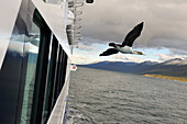 Imperial shag flying next to the cruise ship Stella Australis of the Cruceros Australis compagny,Tierra del Fuego,Chile,South America