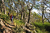 Wanderung im Lenga-Buchenwald (Nothofagus pumilio),  Wulaia Bay, Nationalpark Los Glaciares, Insel Navarino, Feuerland, Patagonien, Chile, Südamerika