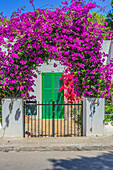 Torbogen mit blühender Bougainvillea, Bucht von Portopetro, Gemeindegebiet Santanyí, Südostküste, Mallorca, Balearen, Spanien